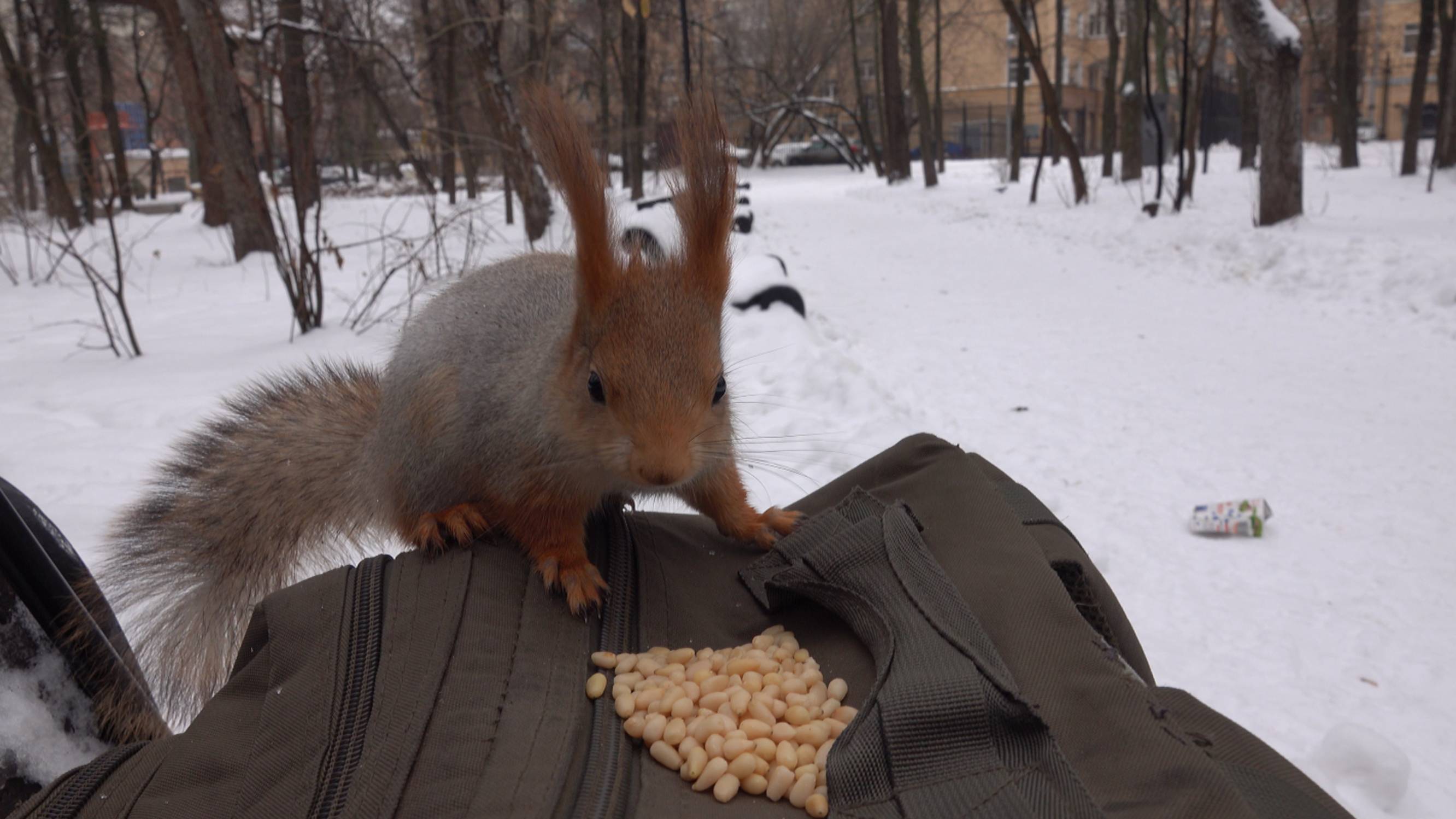 Две знакомые белки