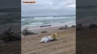 На пляже Витязево Краснодарского края продолжается уборка после разлива нефтепродуктов:сотни мешков