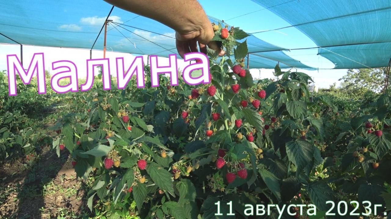 №50 г. Оренбург малина 11 августа 2023