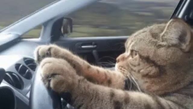 Котик за рулем