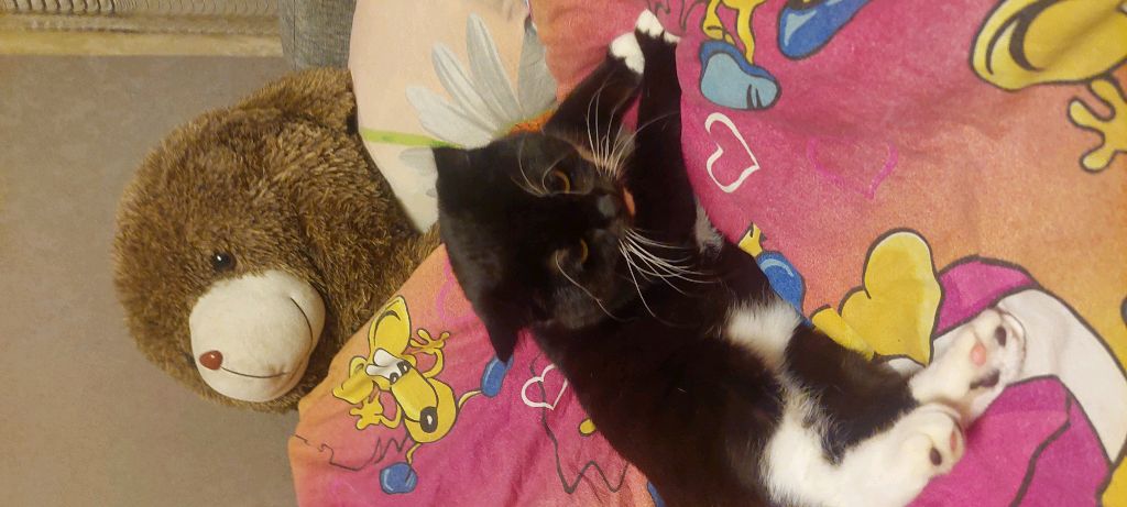 я с котом играю до 3 часов ночи