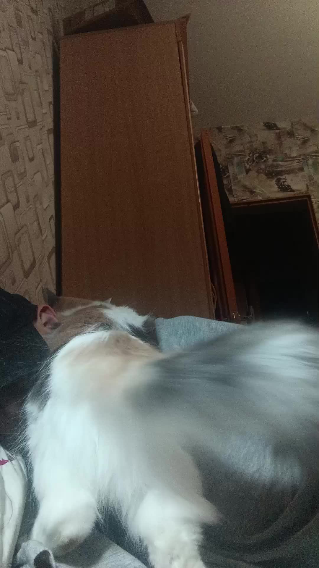 кошка🤣🤣🤣