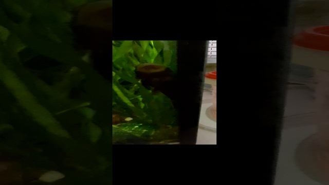 сомик 2