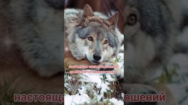 ага
