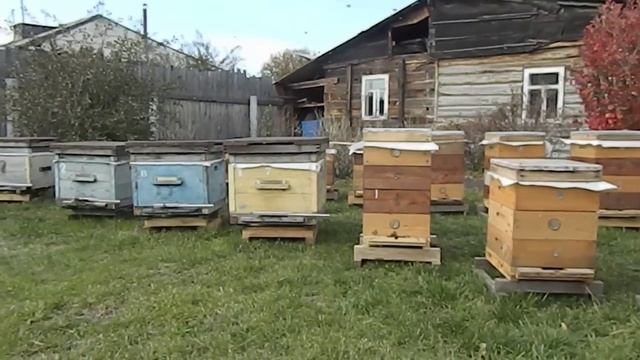 облёт пчёл на домашнем точке осень 2014