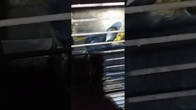 Пересадил мелочь от мамки. Обживаются🤣