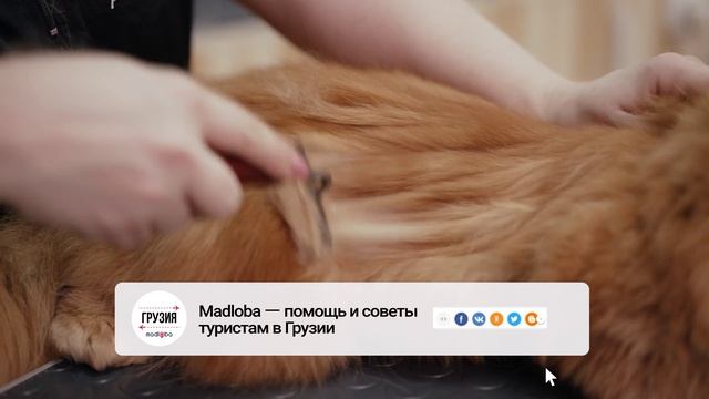 🐾 Где найти груминг для кошек в Грузии?