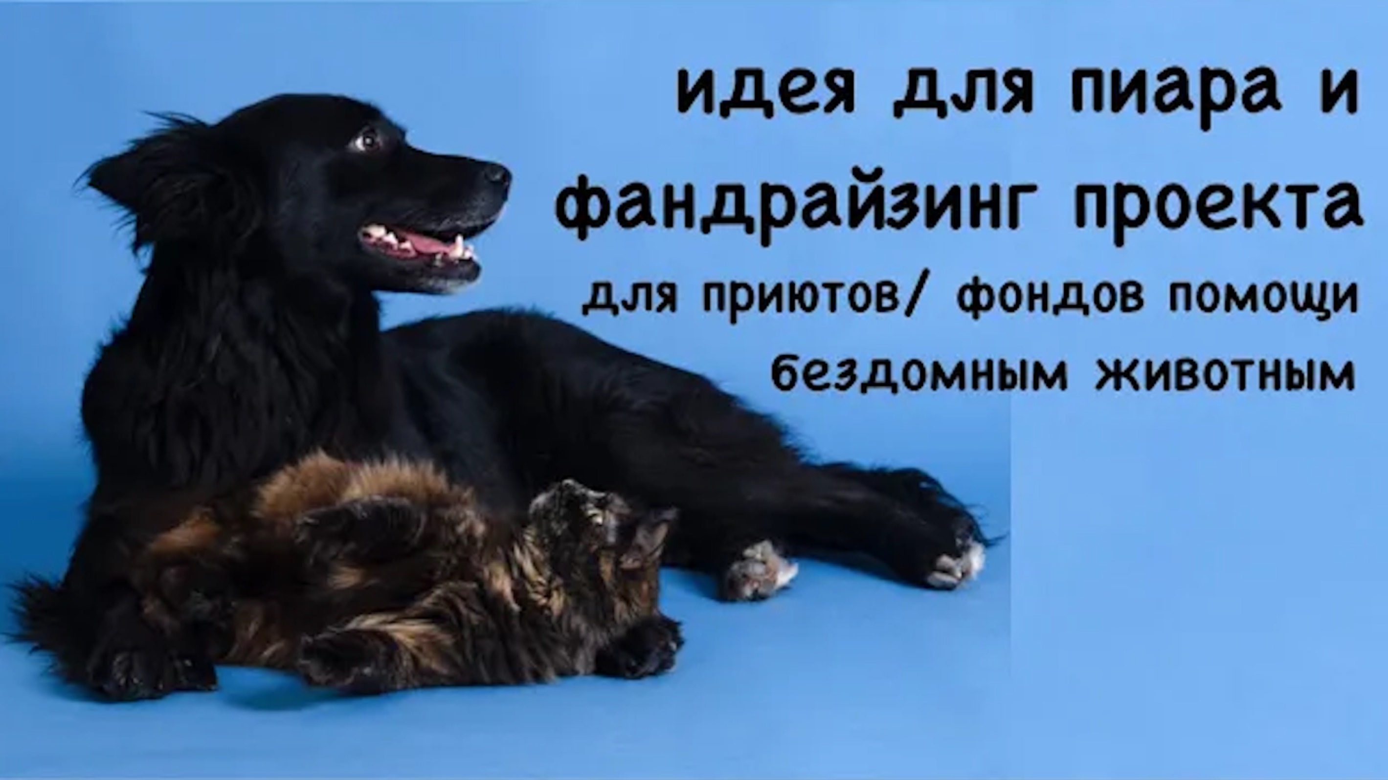 Идея для пиара и фандрайзинг проекта для приютов и фондов помощи бездомным животным.