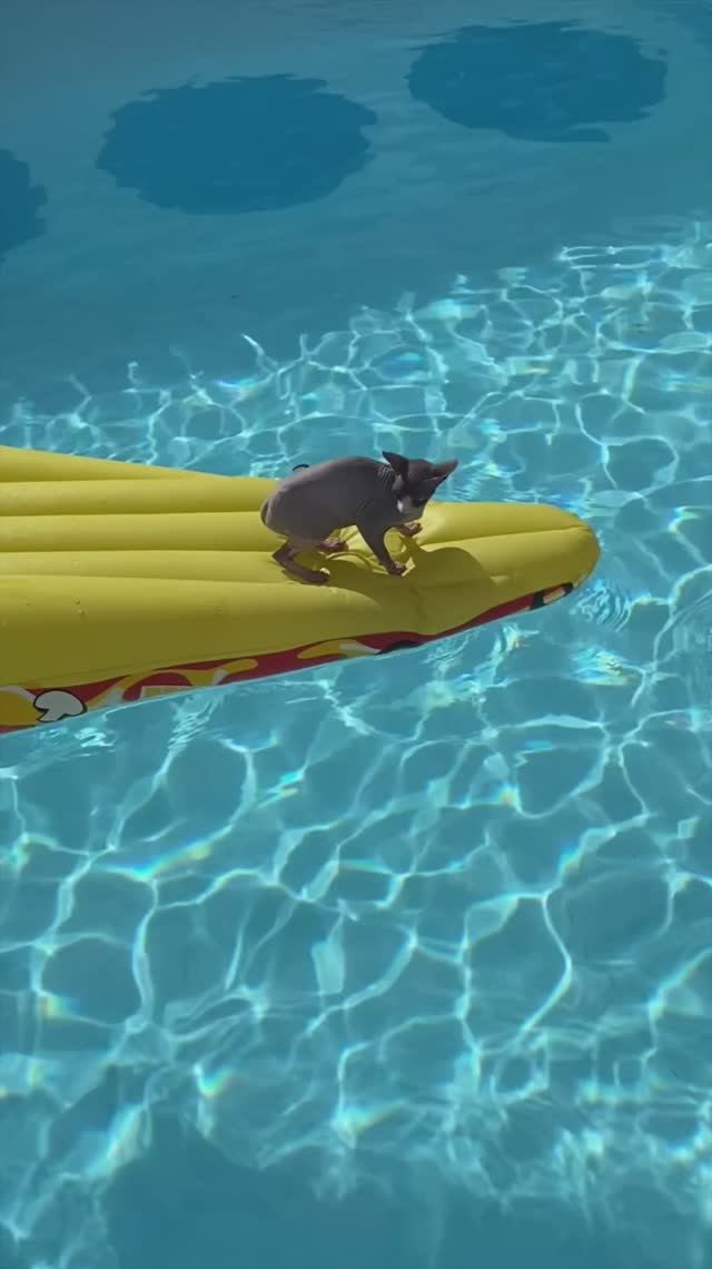 Кот плавает в бассейне сам