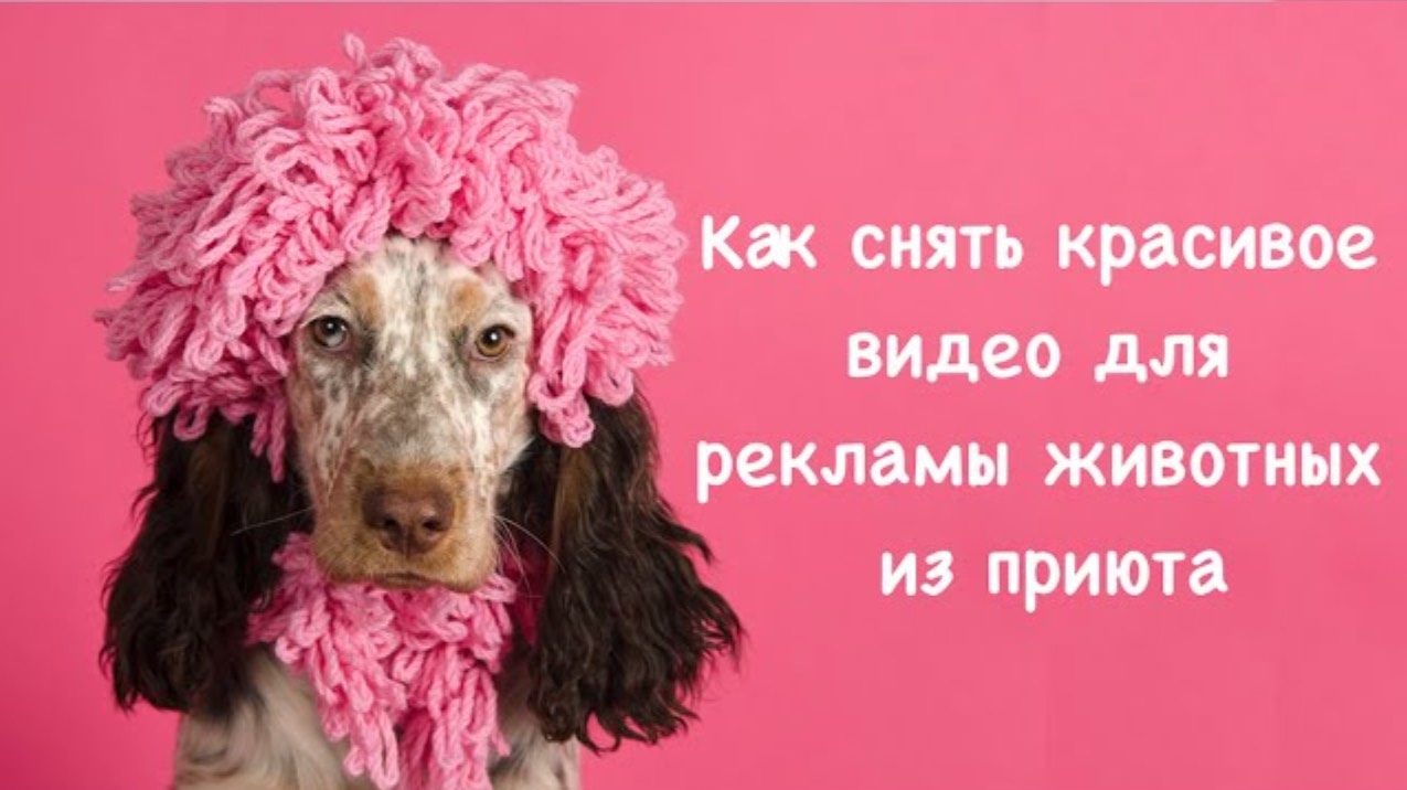 Как снять красивое видео собак и кошек из приюта для пиара / рекламы с целью пристройства.