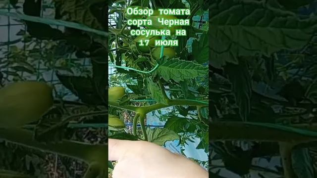 Обзор томата сорта Чёрная сосулька за лето. 17 июля. #огород #дача #помидоры