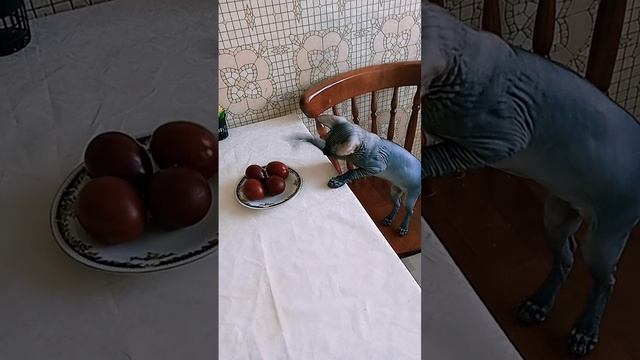 VID20240504084532.mp4