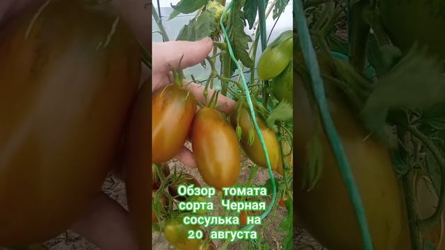 Обзор томата сорта Чёрная сосулька за лето. 20 августа. #огород #дача #помидоры