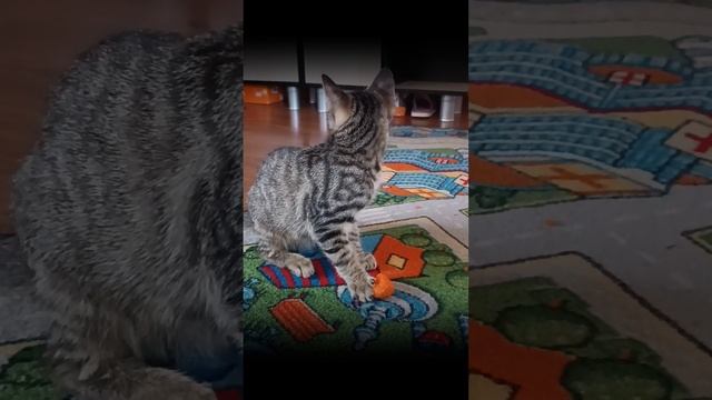 котвеган.mp4