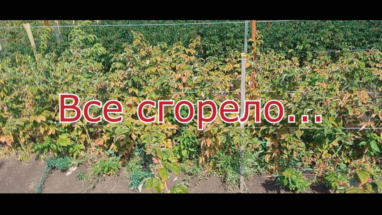 № 23  Ремонтантная малина г. Оренбург. 7 сентября 2021. Все сгорело