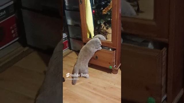где вкусняшки?