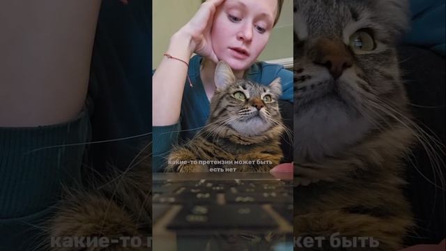 Девушка создала таблицу для своего кота, чтобы показать, сколько уходит на его содержание за год.