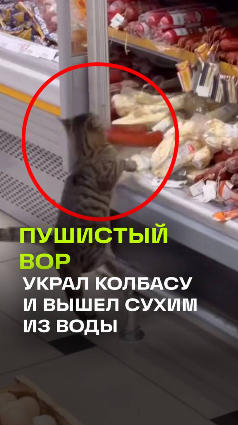 Ограбление по-котовски в мясном отделе магазина