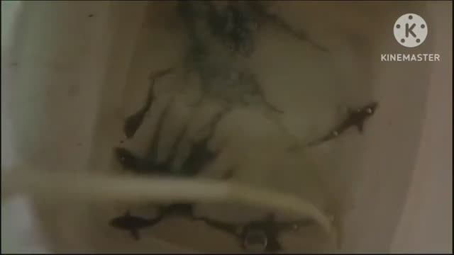 Стерлядь_ Покупка рыбы в УЗВ_ Перевод рыбы с холодной воды на тёплую.