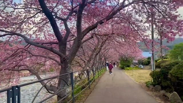 Sakura//Japan Cherry Blossoms - Kawazu Sakura 2024 Japan