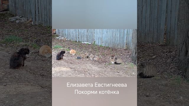 Елизавета Евстигнеева "Покорми котенка"