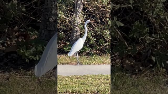 Weird, white lost bird in the road￼!😳 #birds