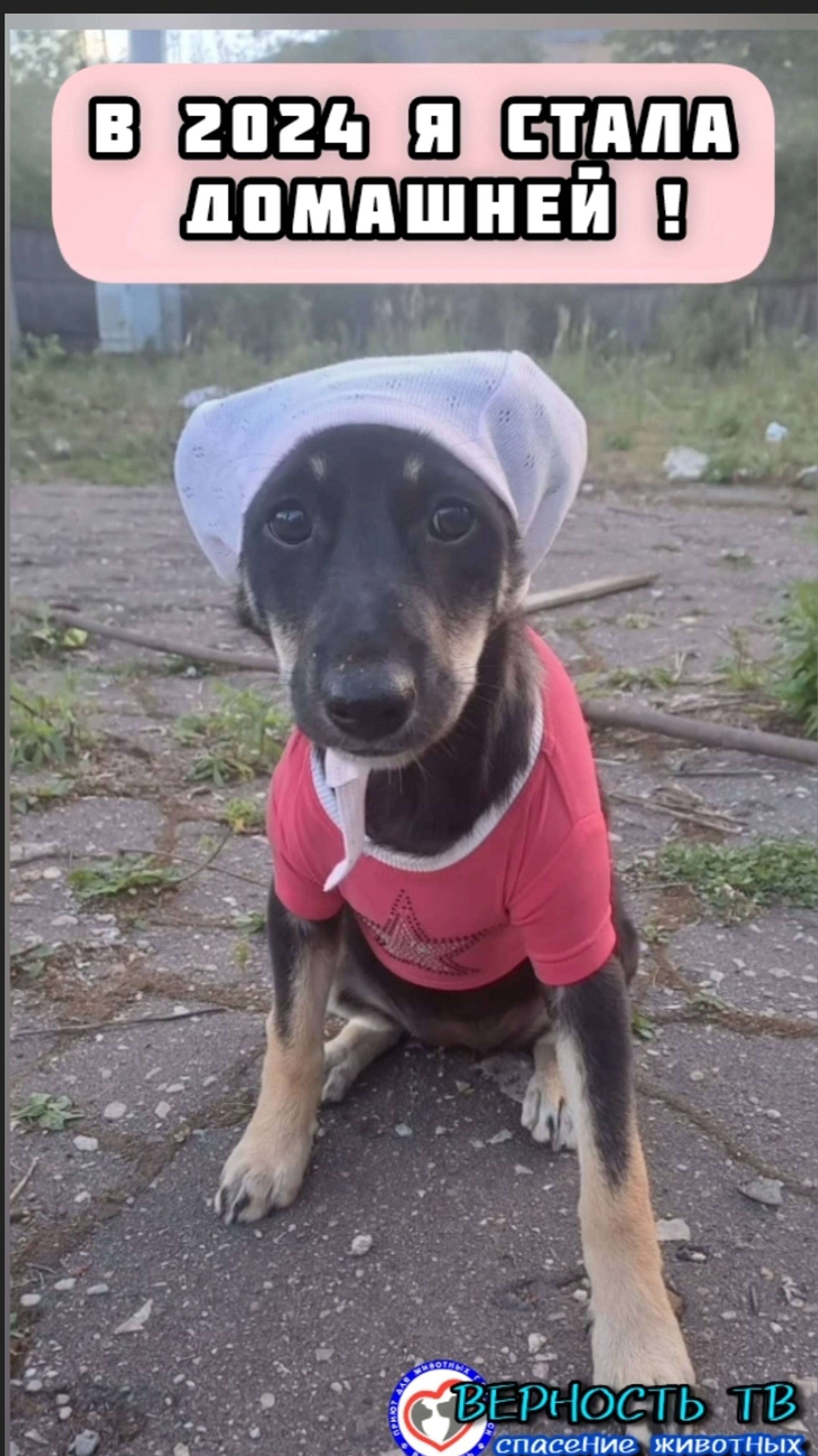 InShot_20241222_153349490Тефтелька стала домашней благодаря дружной команде верновцев !