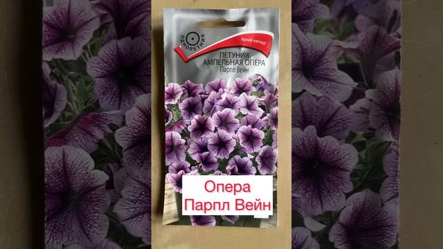 Лучшие сорта петунии 🌺