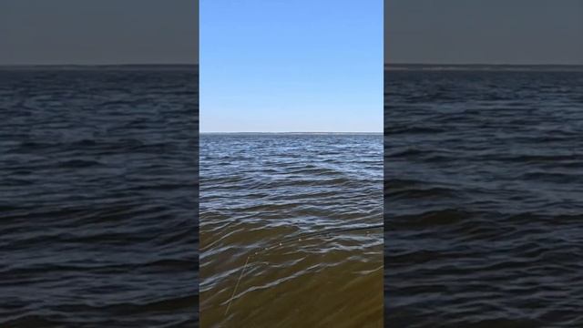 Мастер класс по сливанию рыбы!  #fishing #рыболовная