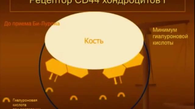 B Luron БИ ЛУРОН от создателя как и почему действует гиалурон хондроитиновый комплекс