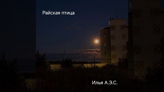 Райская птица