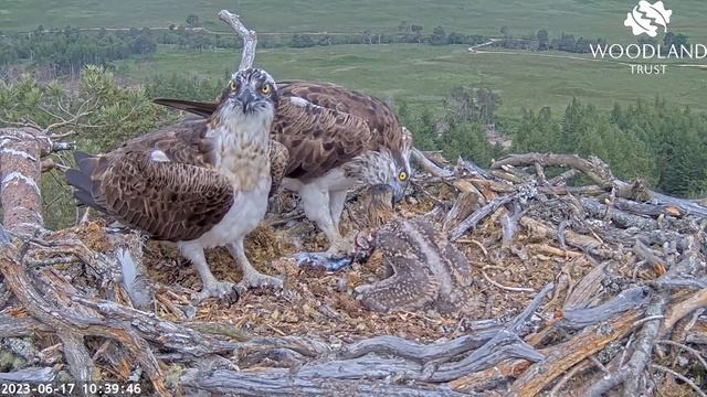 Fish number two arrives for the the Loch Arkaig Osprey family - a nice big mackerel 17 Jun 2023