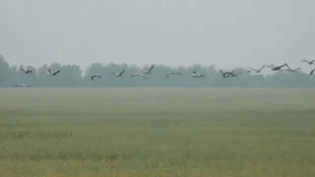 журавли в июле