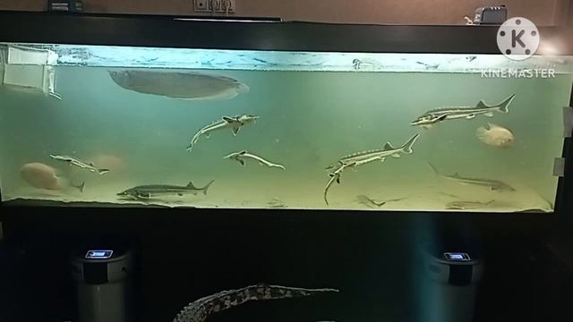 Осетр в аквариуме_Seachem Matrix_Tetra Bactozym  тест