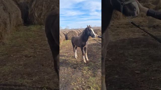 Жеребчик Алмаз