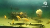 Осетры гостят в аквариуме у цихлид и арованы