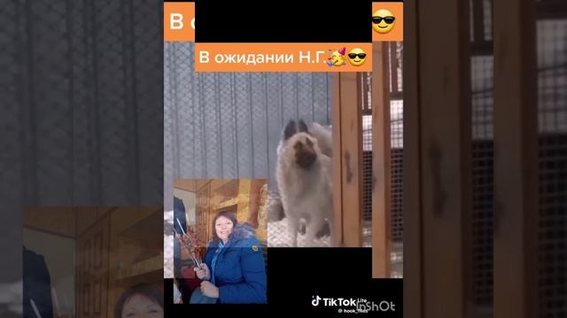 туц туц