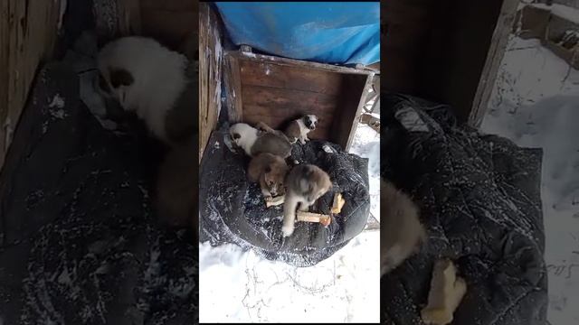 Щенки в добрые руки