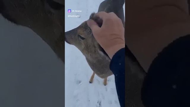 охота