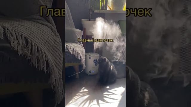 Замечательный цветочек