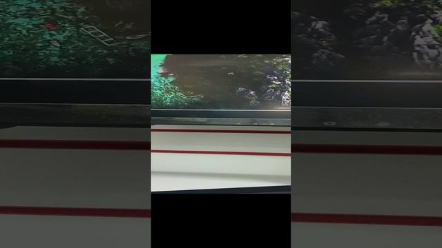 1000081258.mp4