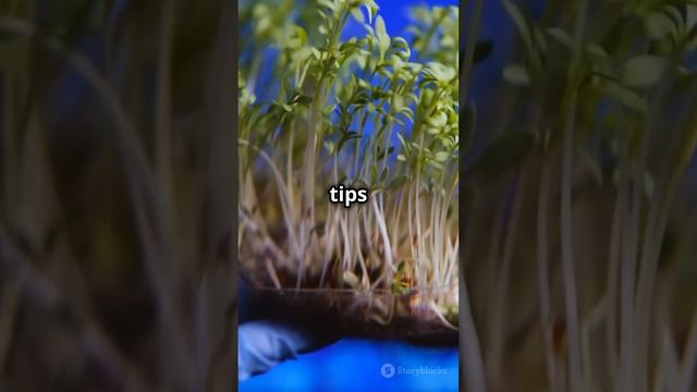 Unlocking the Secrets of Plant Hormones