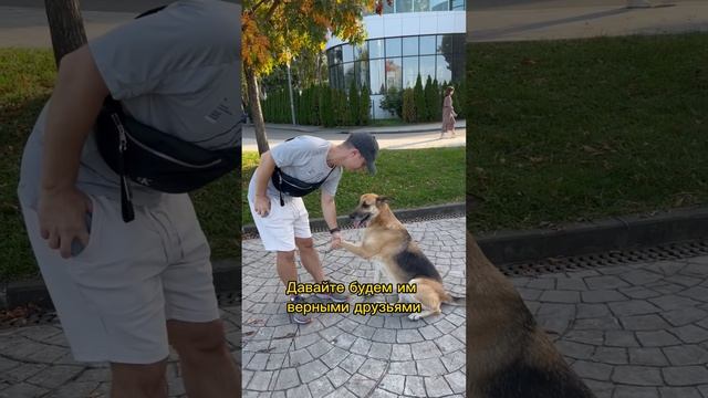 Батуми - город собак. Добрые и преданные четвероногие друзья. #shorts #собаки #собакибатуми