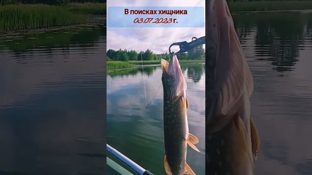 В поисках  хищника  03.07.2023 г. #щуканаблесну #щуканавоблер #рыбалка  #берегитеприроду