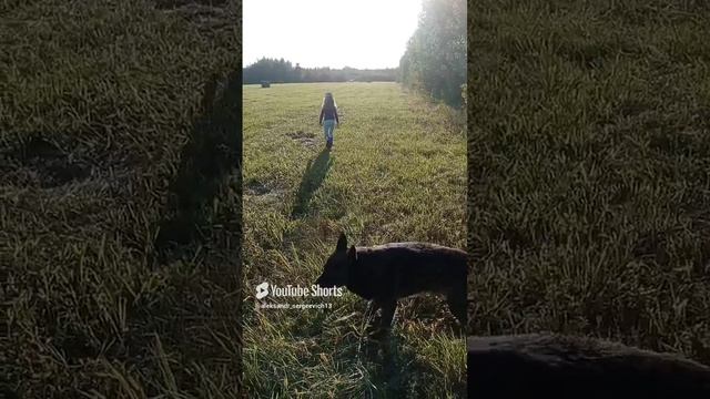 Грибов не нашли, но зато нагулялись, собака подтверждает это чихом)))