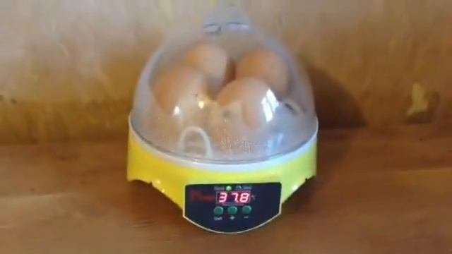 Mini Egg Incubator!