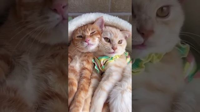 Ты меня любишь?