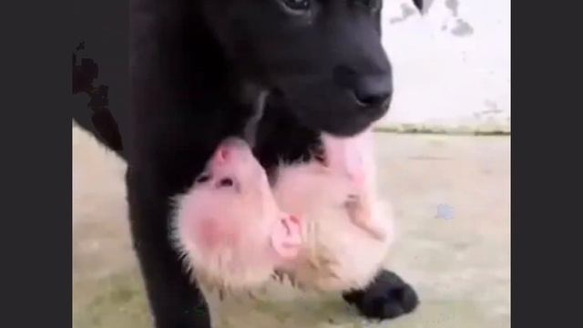 Смешные Baby Monkey