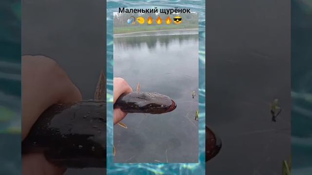 Маленький щурёнок #щуканаблесну #щуканавоблер #природа2023 #берегитеприроду #рыбалка