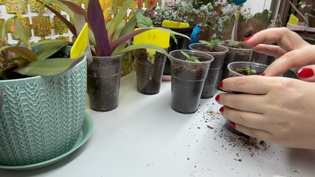 Первые томаты в декабре 🍅пересаживаю👩🌾Аромат весны 🍀Успеть все купить до Нового года🎄Обзор